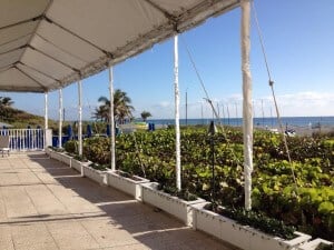 tent and party rentals | rentals party